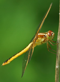 Needham's Skimmer